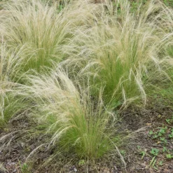 Brico Stipa Tenuifolia 'Pony Tails' - Set Van 3 - Gras - Pot 9Cm - Hoogte 20-30Cm- Planten