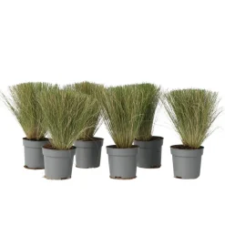 Brico Stipa Tenuifolia 'Pony Tails' - Set Van 6 - Gras - Pot 9Cm - Hoogte 20-30Cm- Planten