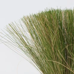 Brico Stipa Tenuifolia 'Pony Tails' - Set Van 6 - Gras - Pot 9Cm - Hoogte 20-30Cm- Planten