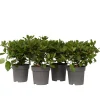 Brico Viburnum Tinus - Set Van 4 - Groenblijvend - Pot 17Cm - Hoogte 25-40Cm- Planten