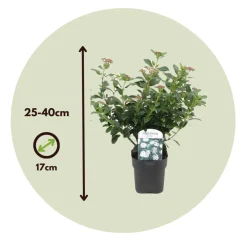 Brico Viburnum Tinus - Set Van 4 - Groenblijvend - Pot 17Cm - Hoogte 25-40Cm- Planten