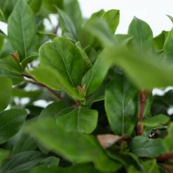 Brico Viburnum Tinus - Set Van 4 - Groenblijvend - Pot 17Cm - Hoogte 25-40Cm- Planten