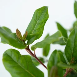 Brico Viburnum Tinus - Set Van 4 - Groenblijvend - Pot 17Cm - Hoogte 25-40Cm- Planten