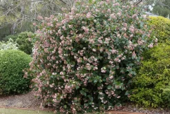 Brico Viburnum Tinus - Set Van 4 - Groenblijvend - Pot 17Cm - Hoogte 25-40Cm- Planten
