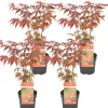Brico 4X Acer Palmatum 'Atropurpureum' - Japanse Esdoorn - Heester - Winterhard - 10,5 Cm - ↕25-30 Cm- Planten