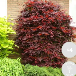 Brico 4X Acer Palmatum 'Atropurpureum' - Japanse Esdoorn - Heester - Winterhard - 10,5 Cm - ↕25-30 Cm- Planten