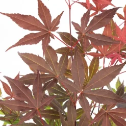 Brico 4X Acer Palmatum 'Atropurpureum' - Japanse Esdoorn - Heester - Winterhard - 10,5 Cm - ↕25-30 Cm- Planten