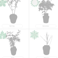 Brico 4X Acer Palmatum 'Atropurpureum' - Japanse Esdoorn - Heester - Winterhard - 10,5 Cm - ↕25-30 Cm- Planten