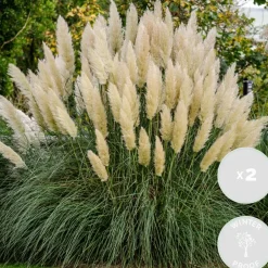 Brico 2X Cortaderia ‘Pumila' - Pampasgras - Siergrassen - Winterhard - 13 Cm - ↕20-30 Cm- Planten