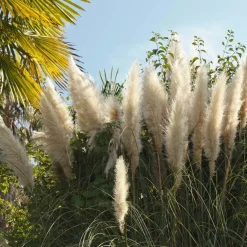 Brico 2X Cortaderia ‘Pumila' - Pampasgras - Siergrassen - Winterhard - 13 Cm - ↕20-30 Cm- Planten